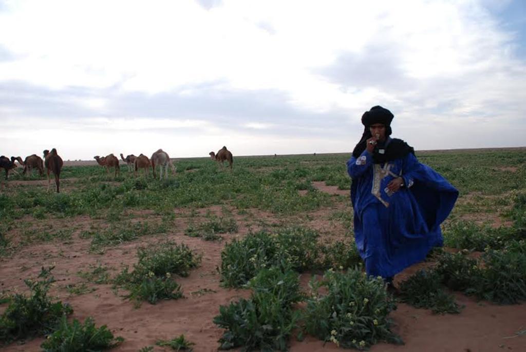 Kasbah Les Alizes Du Desert M'Hamid Exteriör bild
