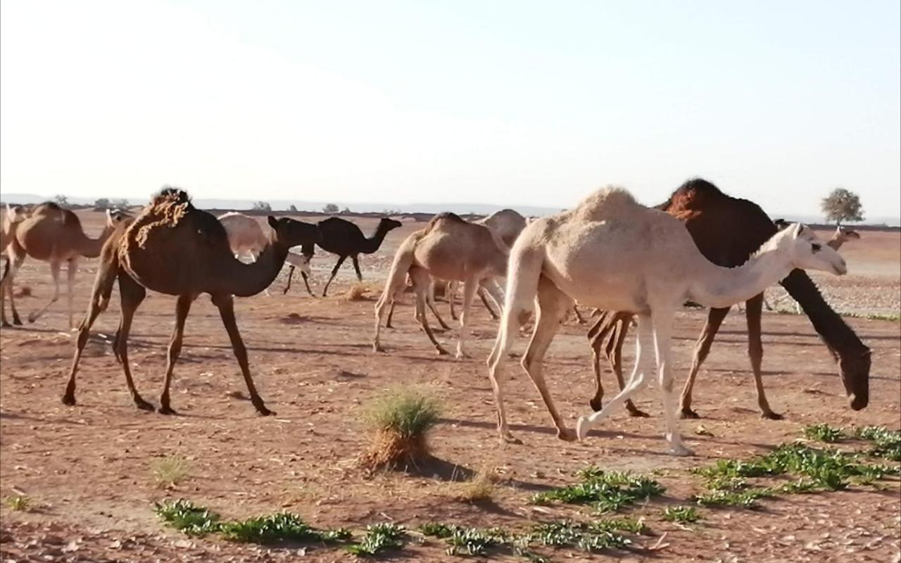 Kasbah Les Alizes Du Desert M'Hamid Exteriör bild